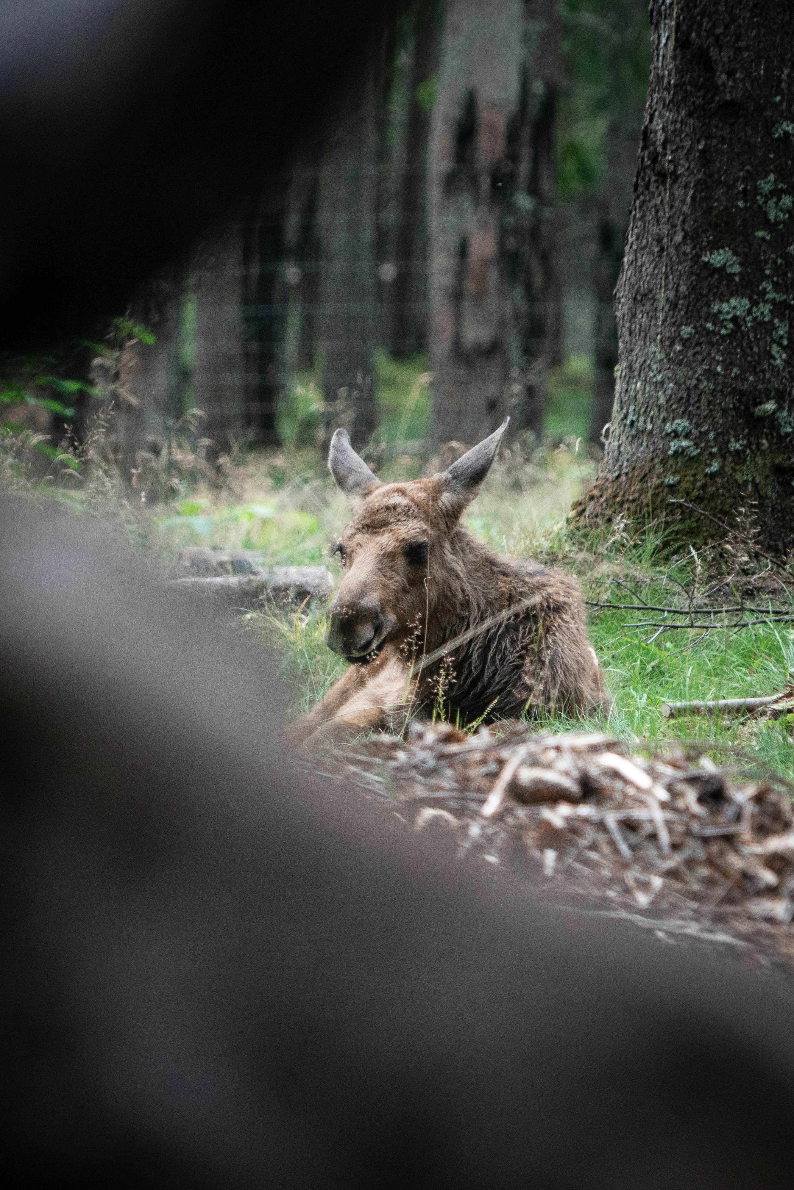 brown deer lying on brown dried grass during daytime